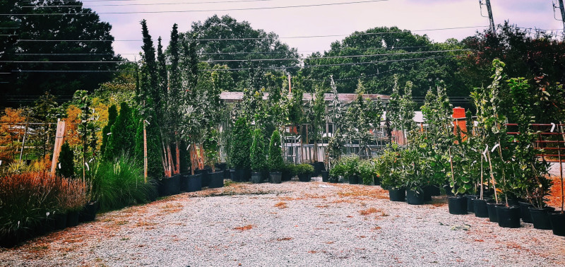 Perennial Nursery in Durham, North Carolina